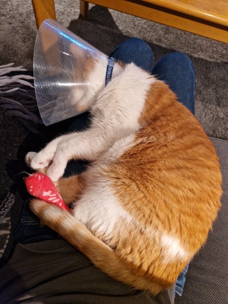 Lap dances, strippers and punch-ups - the Excellent Cats arrange a stag party