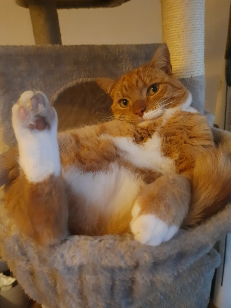 Are Cat Trees Worth It?