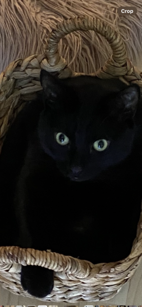 Here is the worlds most beautiful cat