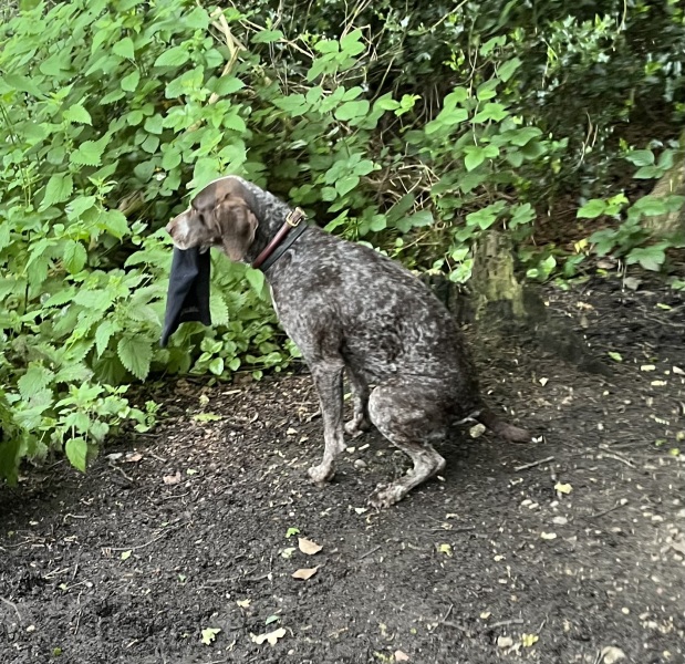 Owners of Pointer breed dogs - maintenance question.