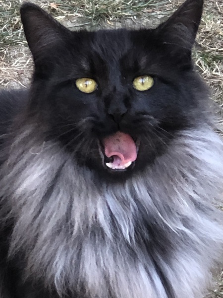 Show me the most unhinged looking photo you have of your cat