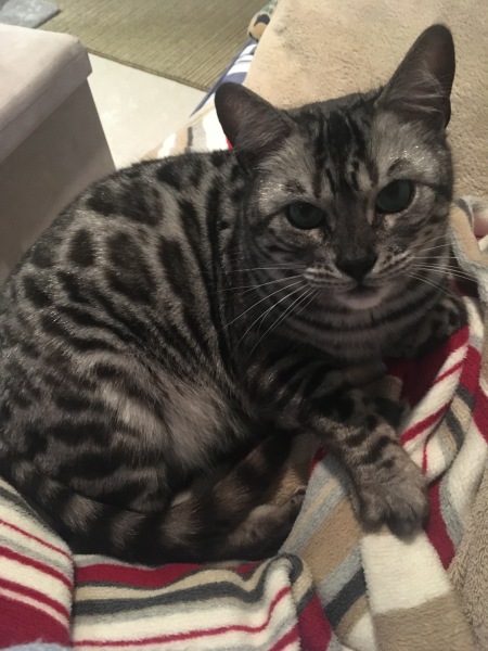Here is the worlds most beautiful cat