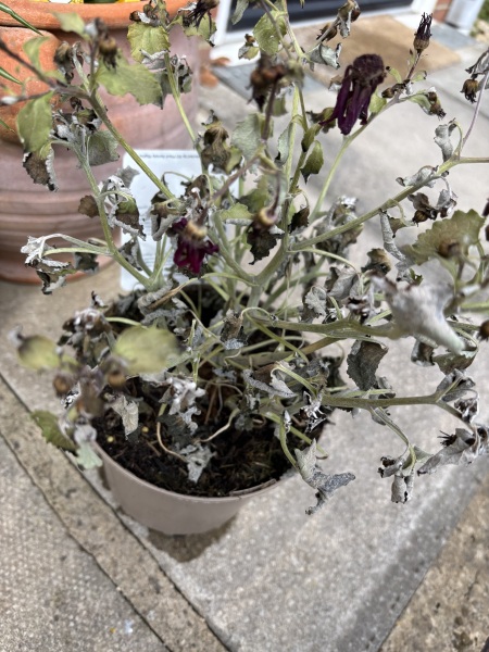 My Senetti 🥺😫