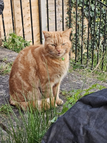 Hymns in Minor Keys & the Russian Easter Overture - the Excellent Cats ignore Culture.....