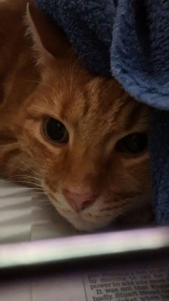 Why is my cat constantly miaowing for food?