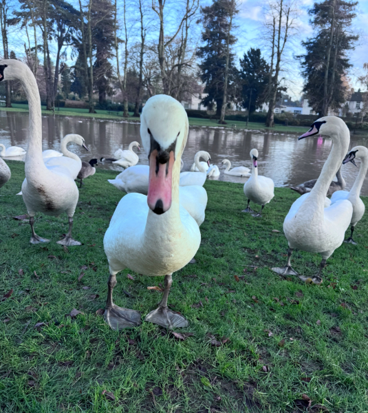 Are Swans being unreasonable?