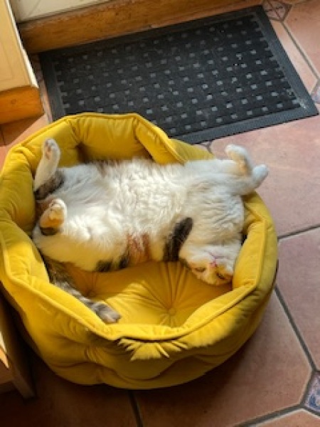 Show me the most unhinged looking photo you have of your cat