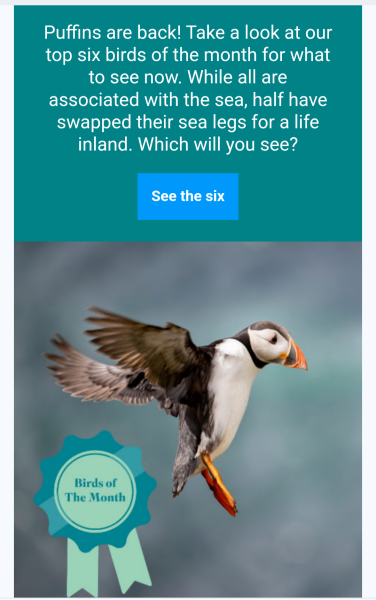 The Bluestocking - where Spring has sprung and the grass is riz.