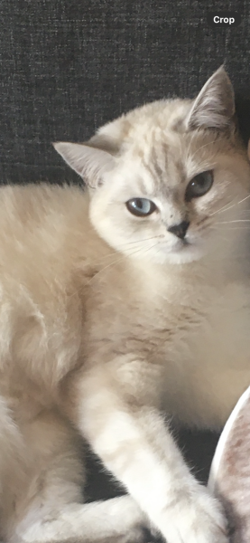 Here is the worlds most beautiful cat
