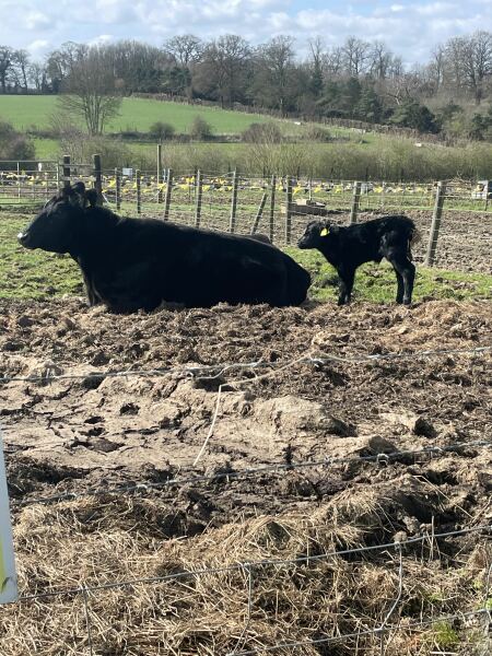 The Year Round Nigel Slater Discussion thread