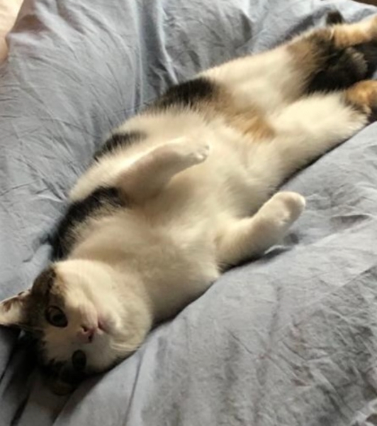 Here is the worlds most beautiful cat