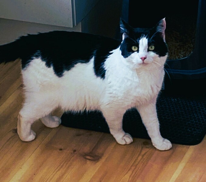 New terrified cat part 2 - how to get other cats to accept him