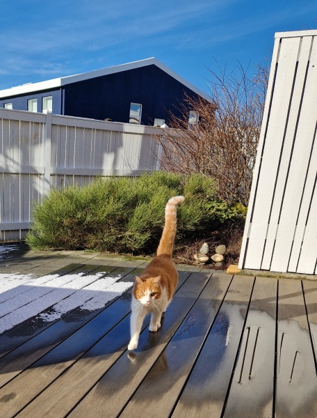 Hymns in Minor Keys & the Russian Easter Overture - the Excellent Cats ignore Culture.....