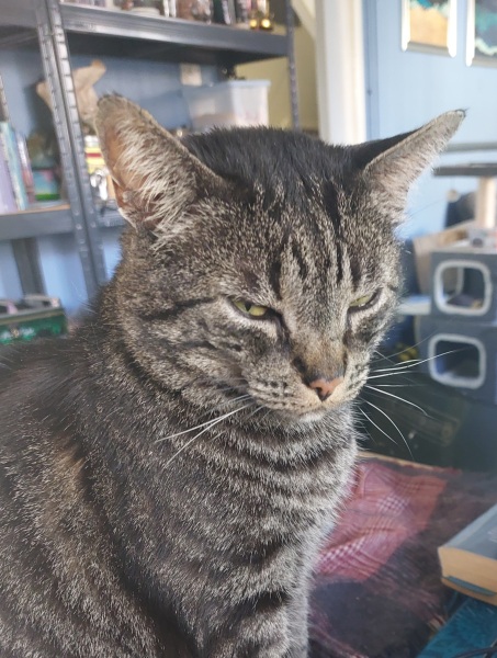 Thread 21 Starmer - Casting Nasturtiums