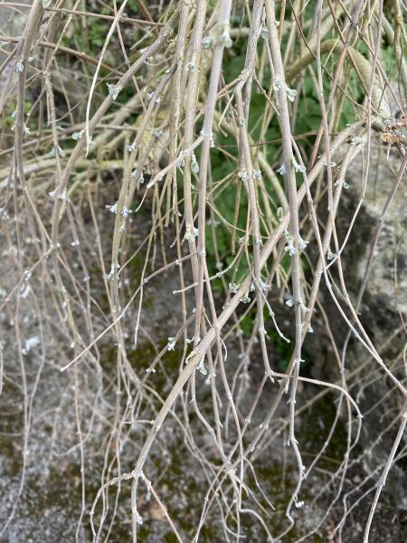 Another plant ID - haven’t a clue!