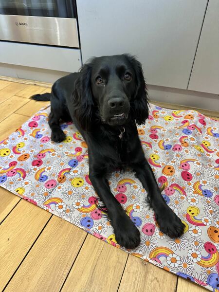Adolescent Dog Survival Thread - get teenage licks right through the night!