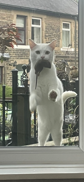 Show me the most unhinged looking photo you have of your cat
