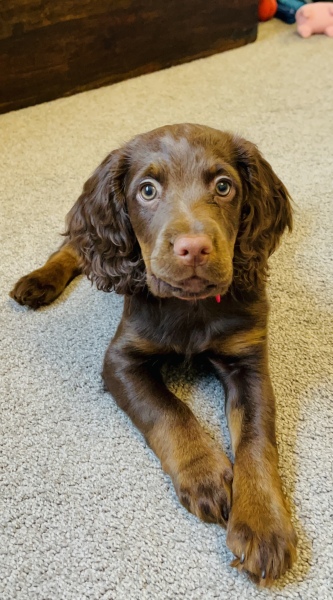 Advice needed on littermates