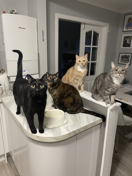 Cats do have different body shapes, don't they??