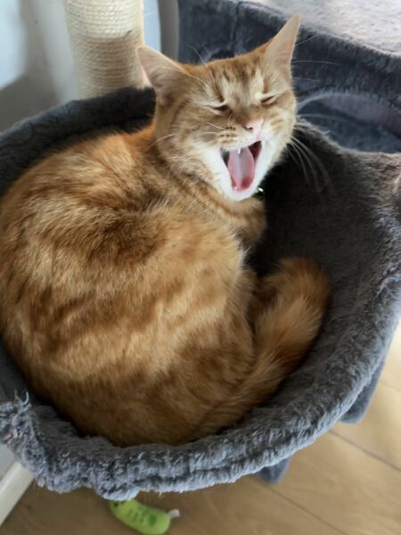 Lap dances, strippers and punch-ups - the Excellent Cats arrange a stag party