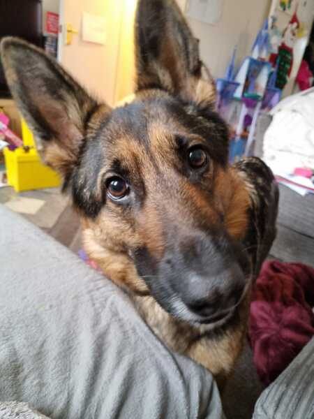 First time dog owner - thinking of a German Shepherd