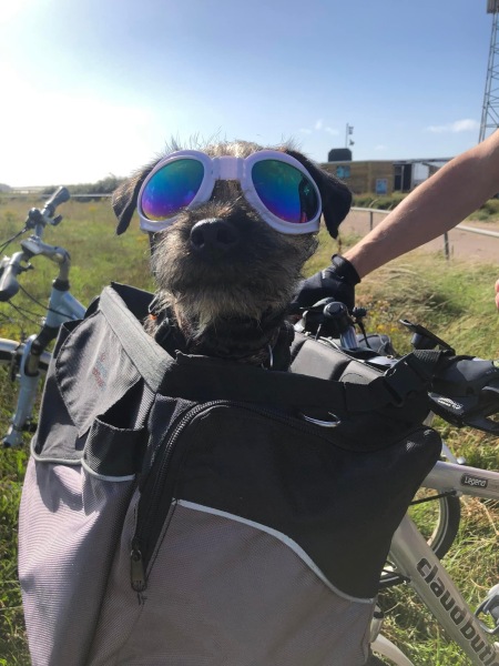 BuddyRider- does anyone have one?
