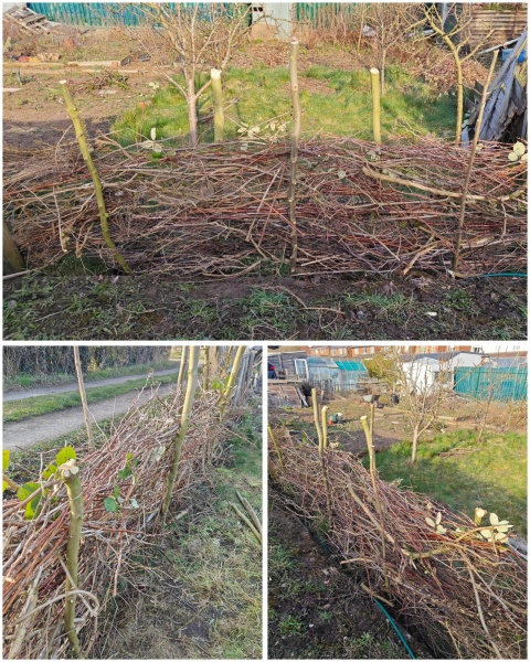 The Vegetable Patch 2024/2025