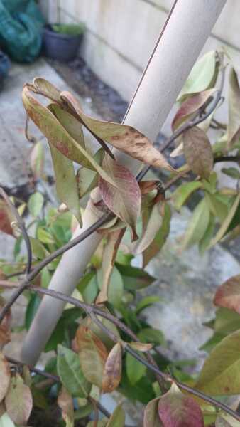 Jasmine plant