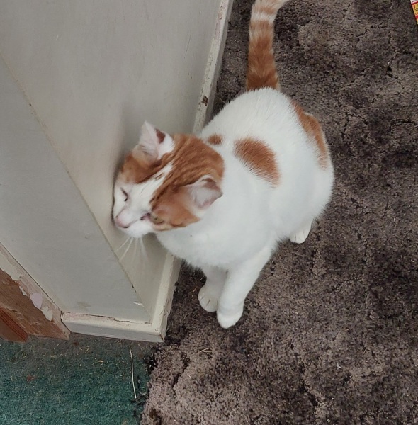 Thread 20 Starmer - Spring Statement