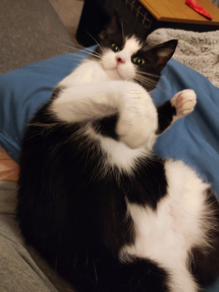 Here is the worlds most beautiful cat