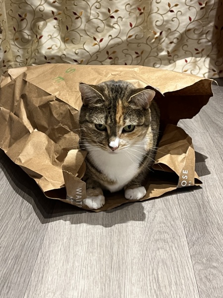 Lap dances, strippers and punch-ups - the Excellent Cats arrange a stag party