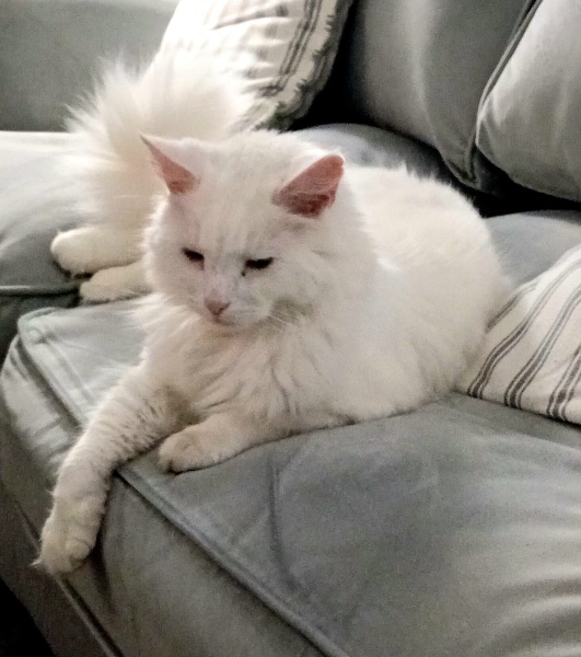 Hymns in Minor Keys & the Russian Easter Overture - the Excellent Cats ignore Culture.....