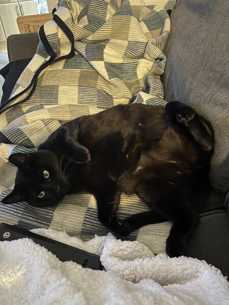 Does anyone else have a cat that stays out for hours?