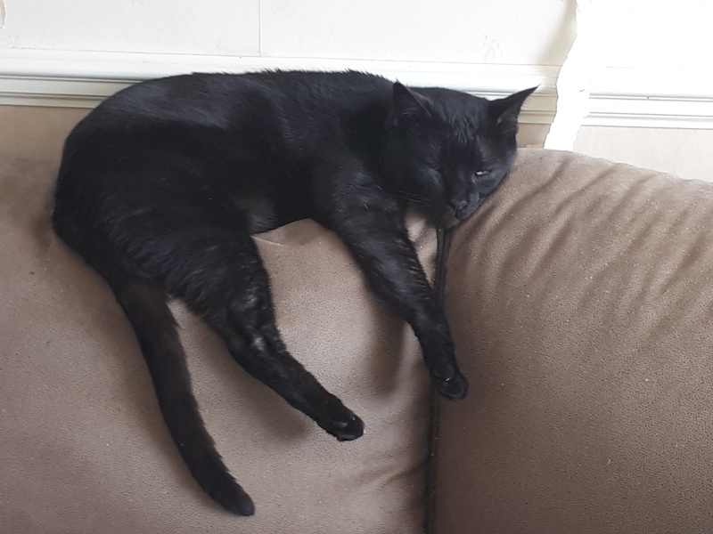 Cats do have different body shapes, don't they??