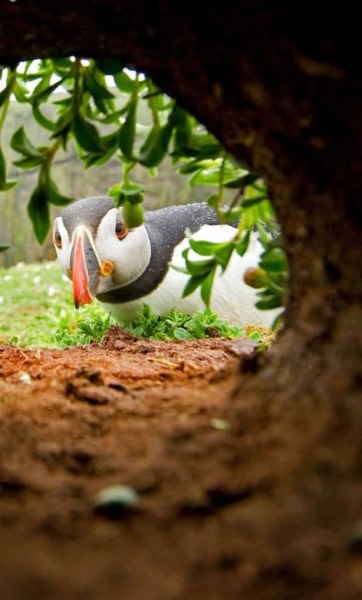 The Bluestocking - where Spring has sprung and the grass is riz.