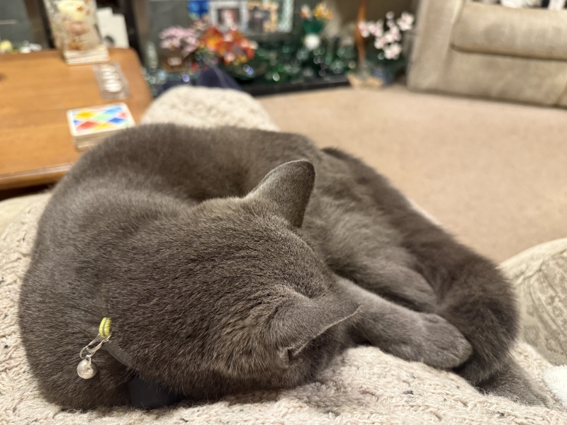 Does anyone else have a cat that stays out for hours?