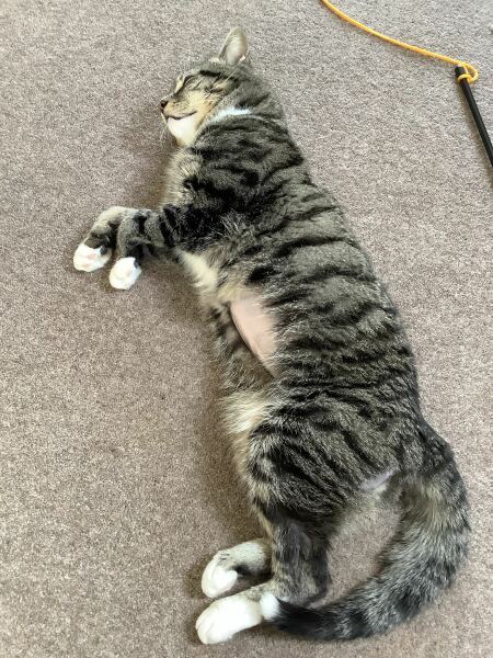 Rescue cats, show me yours!
