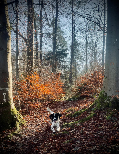 Handhold young spaniel with acute kidney injury