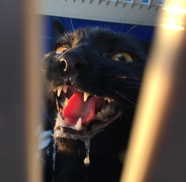 Show me the most unhinged looking photo you have of your cat
