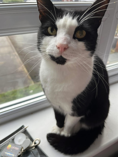 Here is the worlds most beautiful cat
