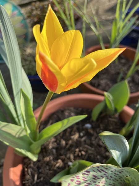 Thread 20 Starmer - Spring Statement