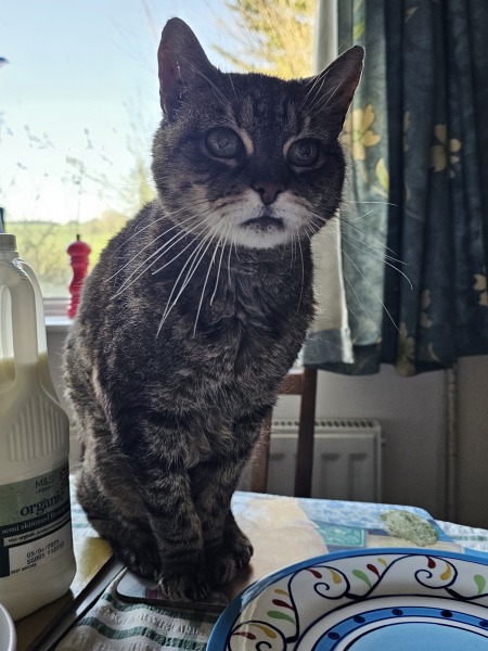 Hymns in Minor Keys & the Russian Easter Overture - the Excellent Cats ignore Culture.....