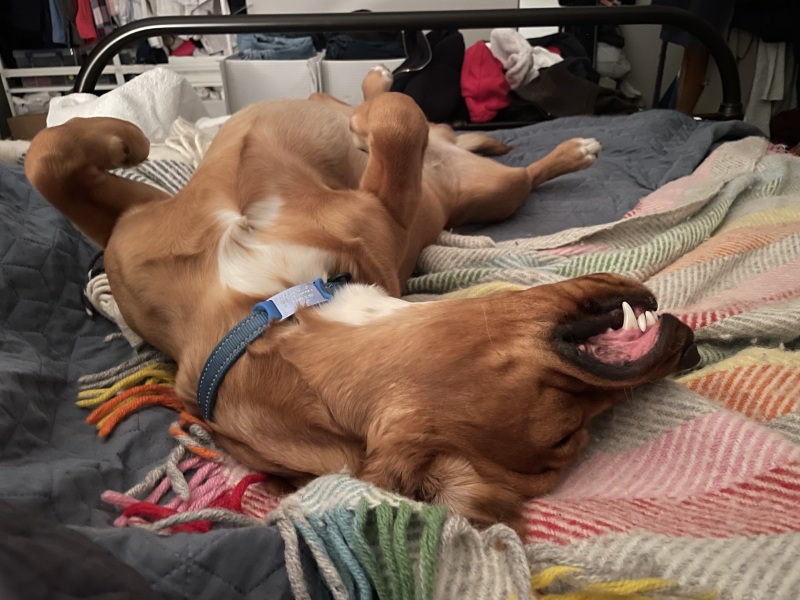Adolescent Dog Survival Thread - get teenage licks right through the night!