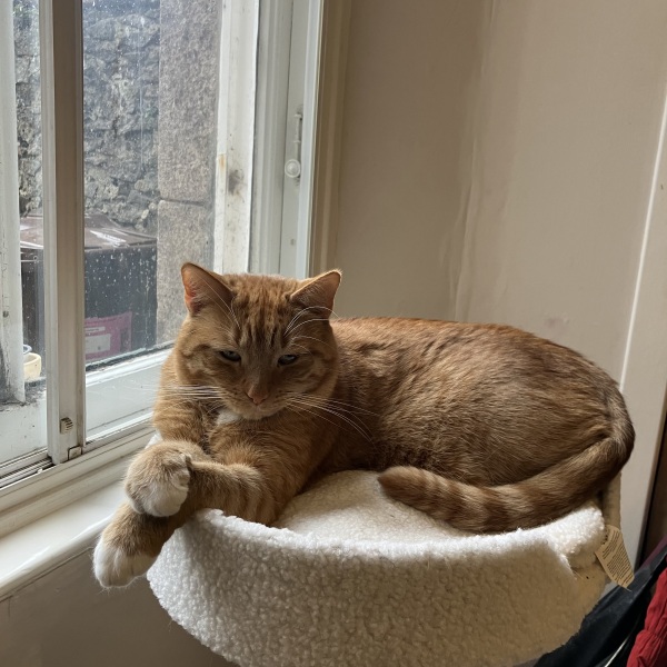 Are Cat Trees Worth It?