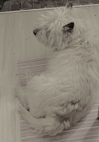 To think this dog is a XL Bully? (Pic attached)