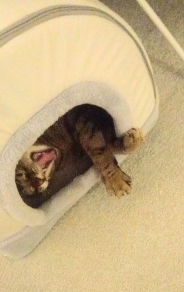 Hymns in Minor Keys & the Russian Easter Overture - the Excellent Cats ignore Culture.....