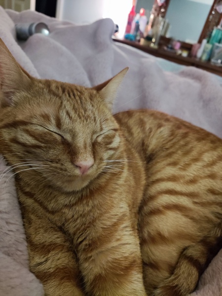 Aggressive cat behaviour - how to handle?