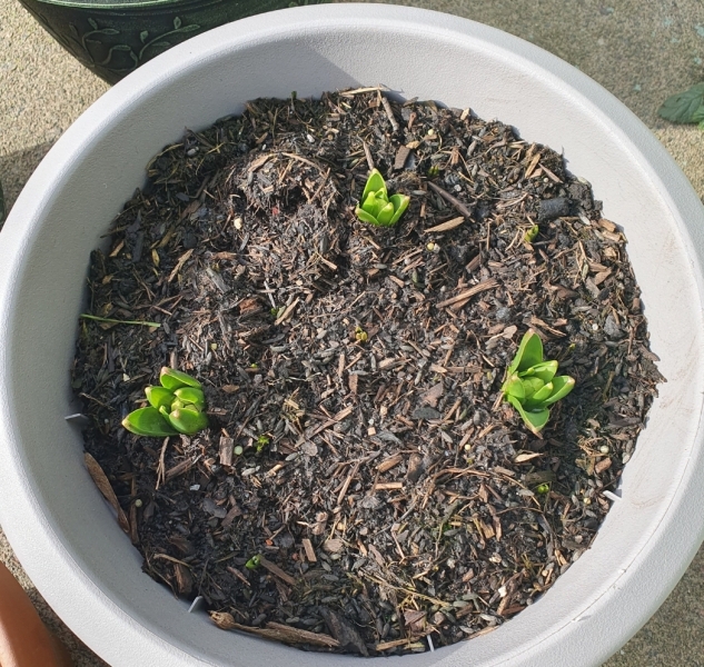 How is everyone's pot lasagnes coming along?