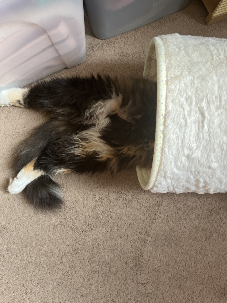 Recommended brush for a floofy cat