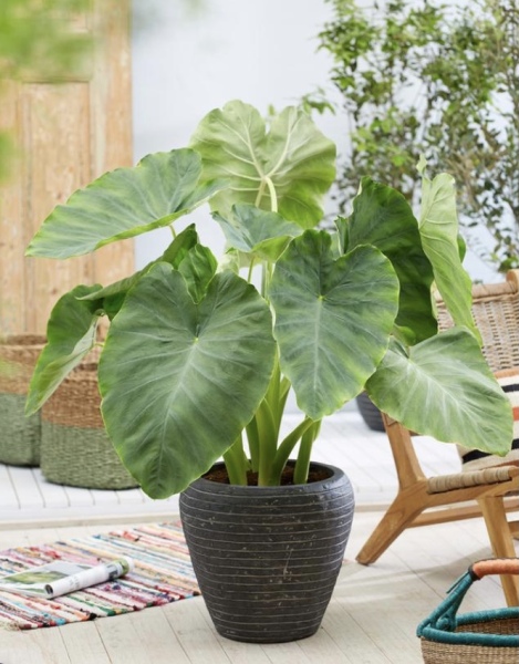 Growing plants from supermarket food - is it possible?